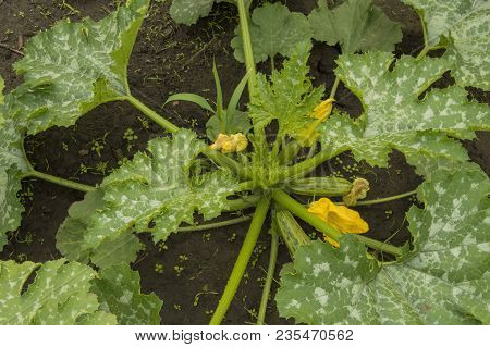Zucchini Plant And Flower, Green Young Vegetable, Bush In The Garden.