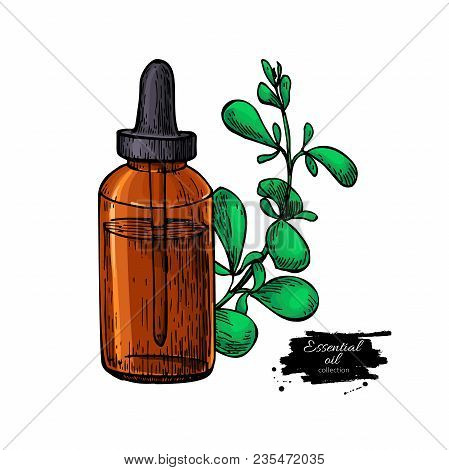 Marjoram Essential Oil Bottle And Marjoram Leaves Hand Drawn Vector Illustration. Isolated Plant Dra