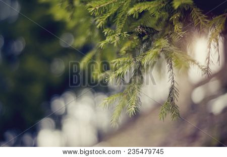Background With Green Fir-tree Branches And Bokeh