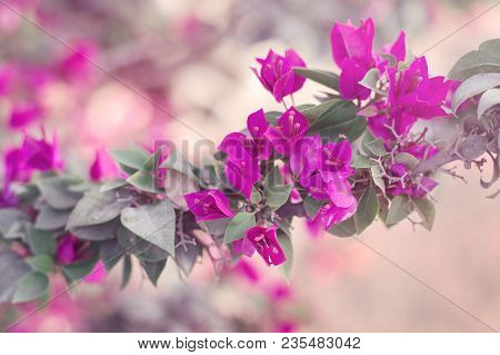 Horizontal Background With Bougainvillea Glabra. Tree With Bright Pink Flowers. Spring Blossom. Pape