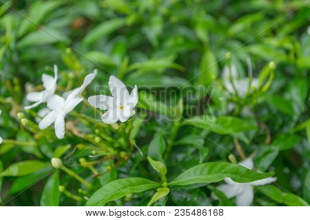 Close Up Of Wrightia Antidysenterica White Flowers.
