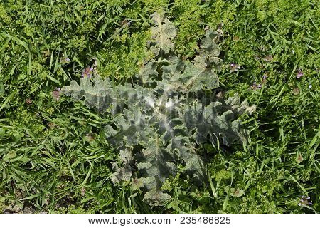 Onopordum Acanthium Young Leaves Of A Tartar. Tatarnik Is A Spiny Weed. Young Leaves Of A Tartar. Ta