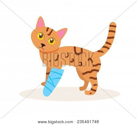 Cat With A Broken Leg Vector. Cartoon. Isolated Art On White Background. Flat