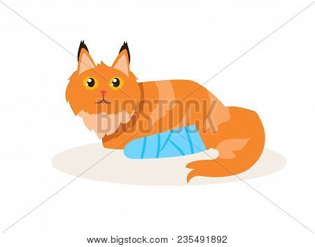 Cat With A Broken Leg Vector. Cartoon. Isolated Art On White Background. Flat