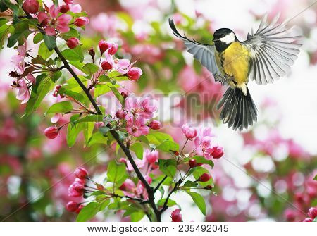 Cute Bird Tit Flies Waving Her Wings To A Blooming Spring Apple Tree Branch In May