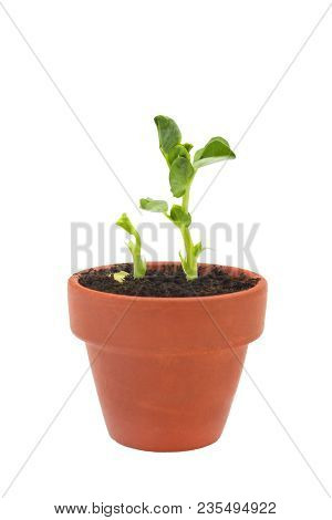 A Photo Of The Organic Pea Seeds Germination. Green Pea Sprouts In Clay Ceramic Unpainted Pots Ready