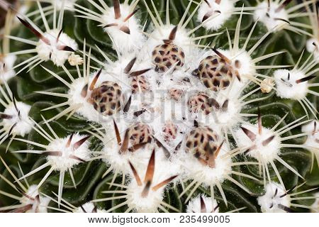 Top View Of A Cactus Echinofossulocactus With Buds