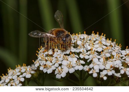 Honey-bee Is Gathering Nectar From A Yarrow Flowers. Animals In Wildlife. Sunny Summer Day.