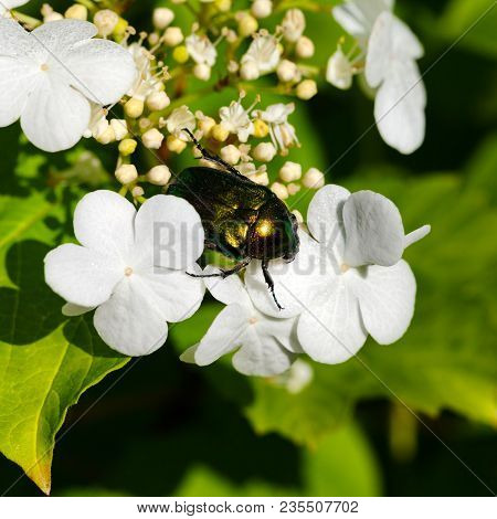 Flower Chafer (cetonia Aurata) On Flowering Spring Viburnum Opulus (guelder-rose) At Sun Spring Day.