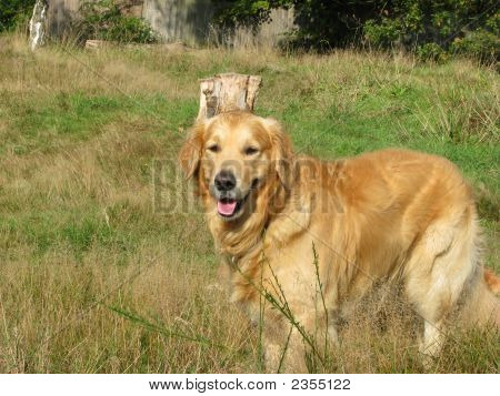 Golden Retriever