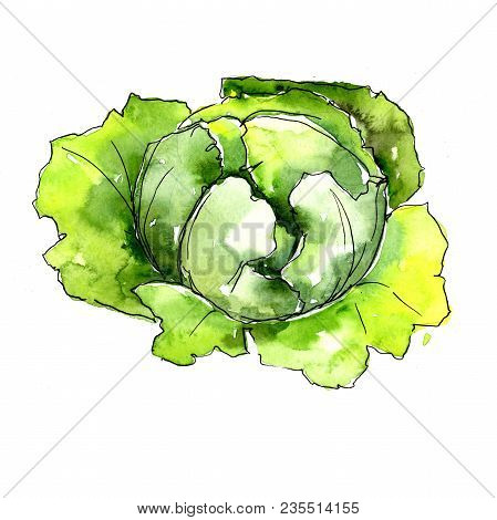 Green Cabbage Vegetables  In A Watercolor Style Isolated. Full Name Of The Vegetablles: Cabbage. Aqu