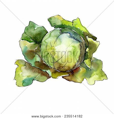 Green Cabbage Vegetables  In A Watercolor Style Isolated. Full Name Of The Vegetablles: Cabbage. Aqu
