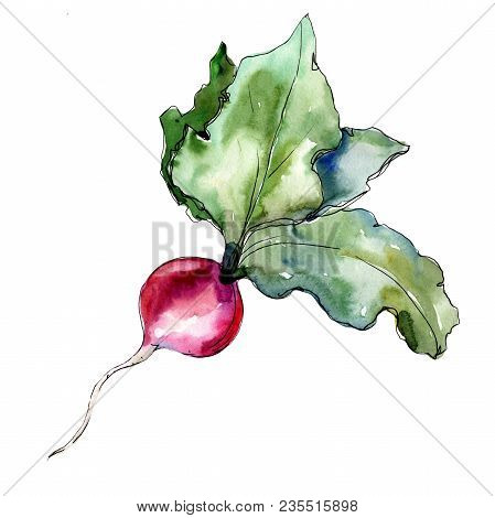 Red Radish Vegetables  In A Watercolor Style Isolated. Full Name Of The Vegetablles: Radish. Aquarel