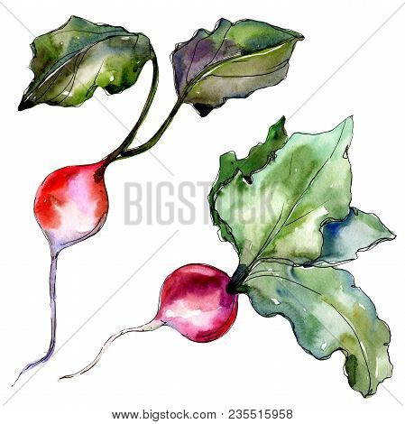 Red Radish Vegetables  In A Watercolor Style Isolated. Full Name Of The Vegetablles: Radish. Aquarel
