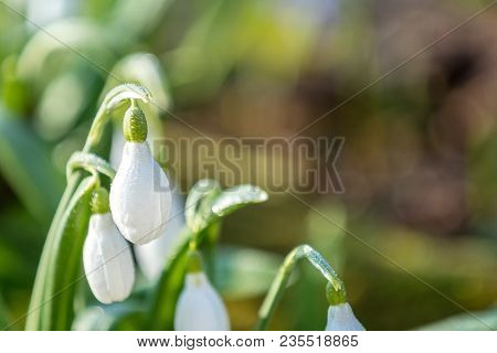 White Blooming Snowdrop Folded Or Galanthus Plicatus With Water Drops. Spring Sunny Day In The Fores