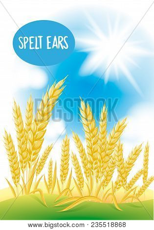 Spelled Field With The Blue Sky And The Sun