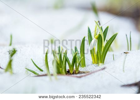 White Bud Blooming Snowdrop Folded Or Galanthus Plicatus With Water Drops On White Snow In The Fores