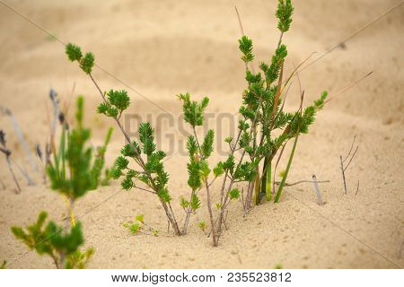 Small plant seedling on a dry sandy land