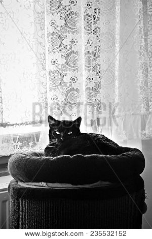 Chomutov, Czech Republic - April 07, 2018: Black Cat Named Violka Is Resting On Big Scraping Roller