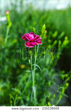 Сultivation Of Dianthus Caryophyllus, The carnation Flowering Plants In Greenhouse
