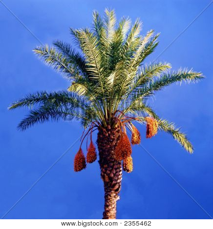Palmetræ