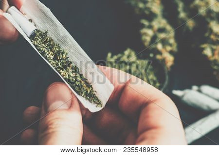 The Man Twists The Canth From Fresh Marijuana