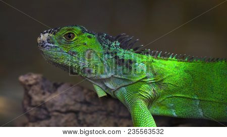 Closeup Portrait Of Green American Common Iguana On A Tree Arboreal Species Of Lizard Reptile