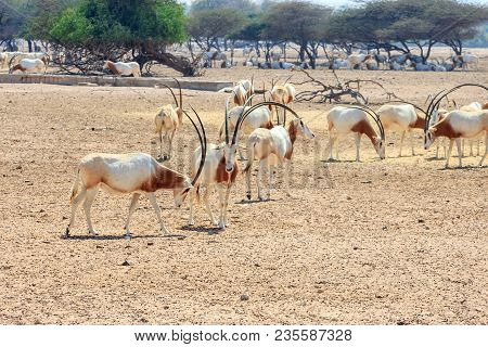 Arabian Oryx Or White Oryx (oryx Leucoryx) Medium-sized Antelope With Long, Straight Horns And Tufte