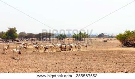 Arabian Oryx Or White Oryx (oryx Leucoryx) Medium-sized Antelope With Long, Straight Horns And Tufte