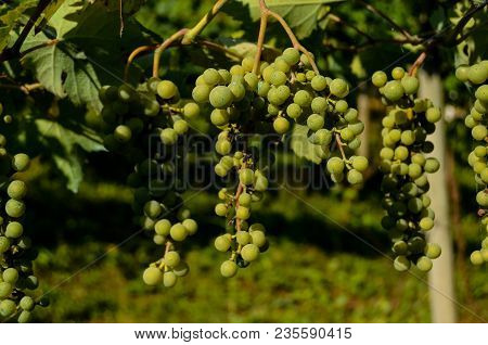 Photo Picture Of Acinus Unripe Grape Fresh Green Bunches