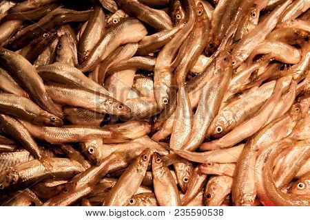 Smelt. Fresh smelt in the market on ice.
