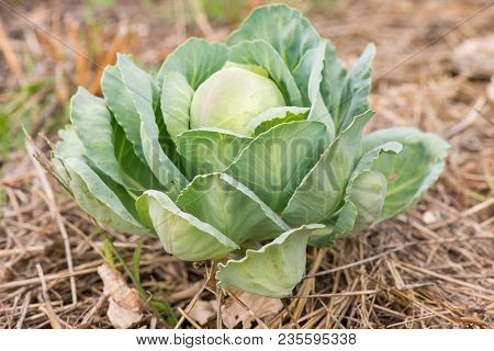 The Cabbage Grows On The Ground. Young Cabbage. Cabbage