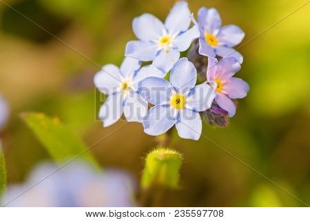 Macro Shot Of Myosotis In Garden At Summer Or Spring Day
