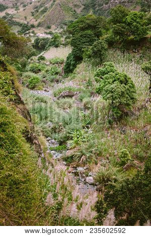 Stunning View Of Canyon Edge Overgrown With Sugarcane, Mango Trees, Lotus And Banana Plants On Santa