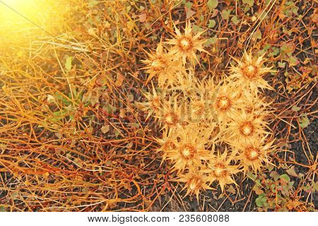 Yellow Moss And Spines On Mount Etna. Black Volcanic Earth, Volcanic Lava And Stones. Fog On Mount E