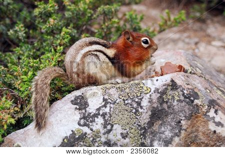 Ein Eichhörnchen, einen Snack zu nehmen