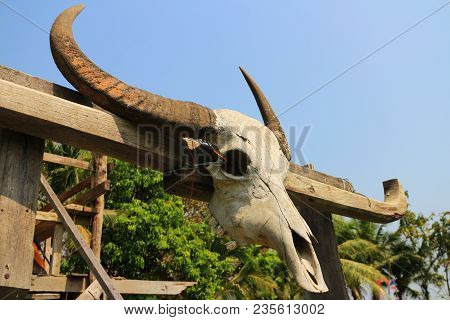 Buffalo Skull Tied On The Wooden Bar