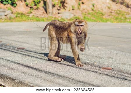 A Macaca Monkey, Khao Toh Sae Viewpoint On The Highest Hill In Phuket, Thailand.