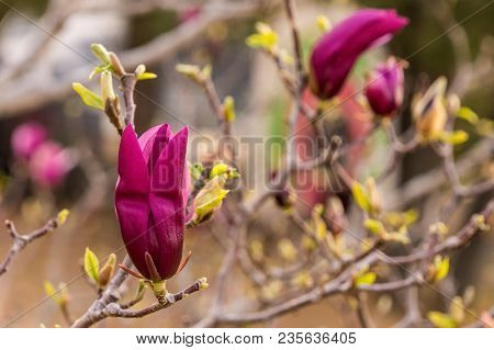 The Blossom Of Red Flower On The Tree
