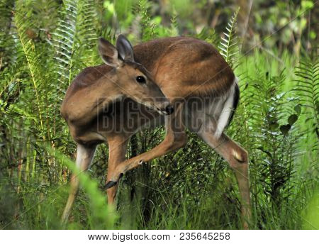 The White Tail Deer Doe Locate At The Riverbend Park Near Jupiter, Florida