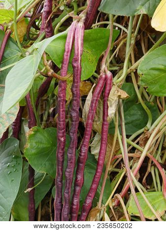Beans In The Garden
Red Long Beans Vine With Red Beans Hanging In The Garden Waiting For Harvest
