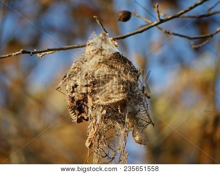 Medium Shot Of Brown Dead Leaves In A Tree Where Leaf Tiers Attack Or Webformers Wrapped With Strand
