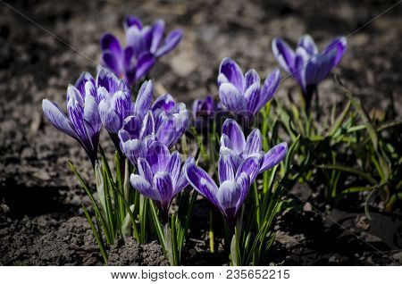 Crocus Spring Violet Flower In The Morning Sun.