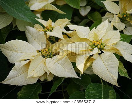 Close Up Of Yellow Poinsettia In The Ground With Green Leaves
