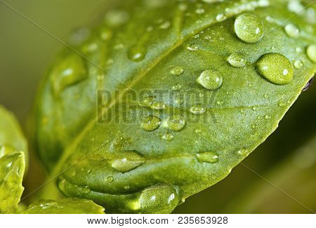 A Closeup Of Basil Leaf  (back Side) With Water Drops