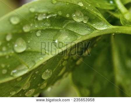 A Closeup Of Basil Leaf  (back Side) With Water Drops