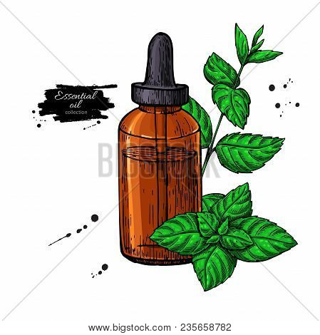 Mint Essential Oil Bottle And Peppermint Leaves Hand Drawn Vector Illustration. Isolated Plant Drawi