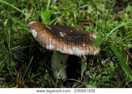 Brown Mushroom Close-up On A Background Of Grass.
