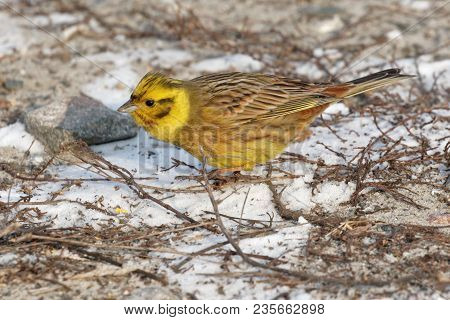 Little Bird  Yellowhammer On Snow Close Up. Ukraine