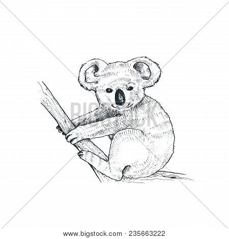Hand Drawn Koala Vector Illustration Isolated On White Background.